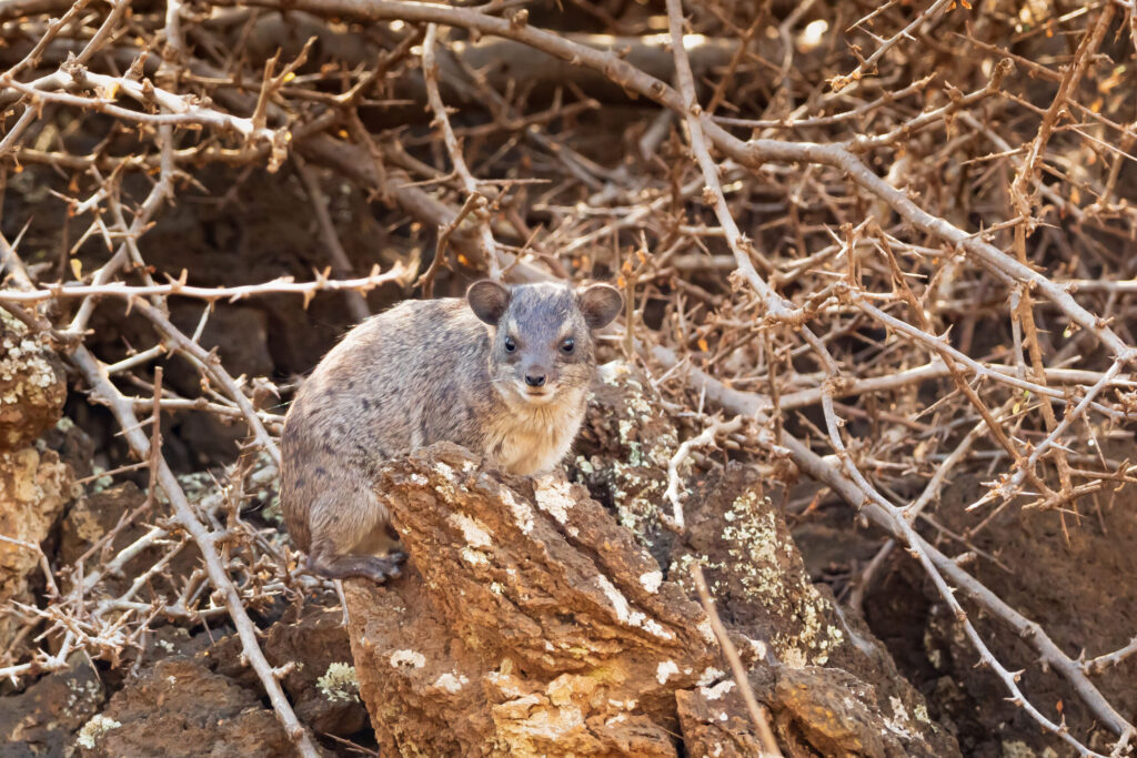 Daman skalní / Common Rock Hyrax