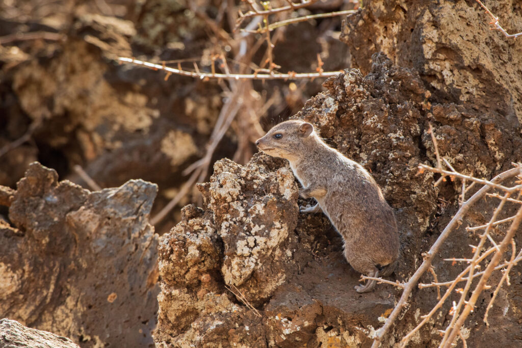 Daman skalní / Common Rock Hyrax