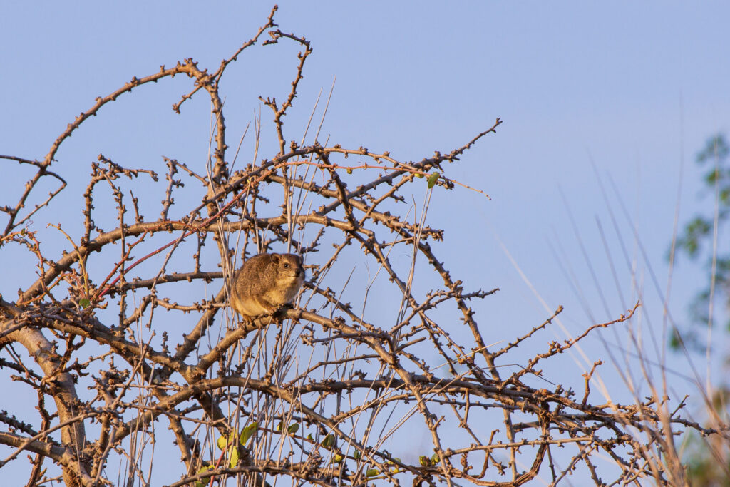 Daman skalní / Common Rock Hyrax