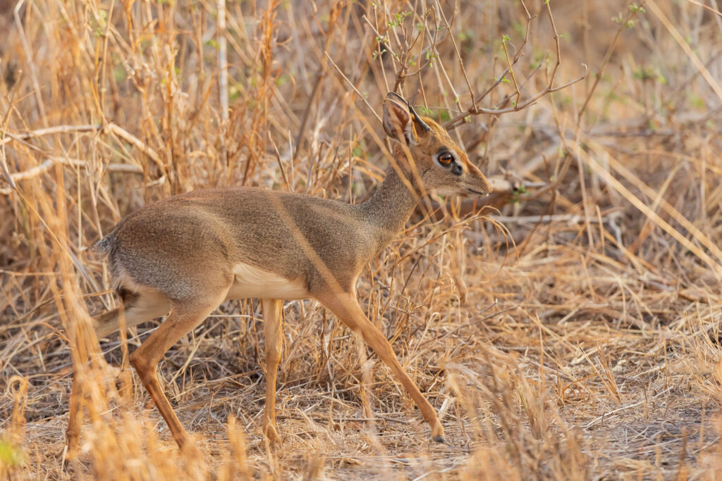 Dikdik Kirkův / Kirk's Dik-dik