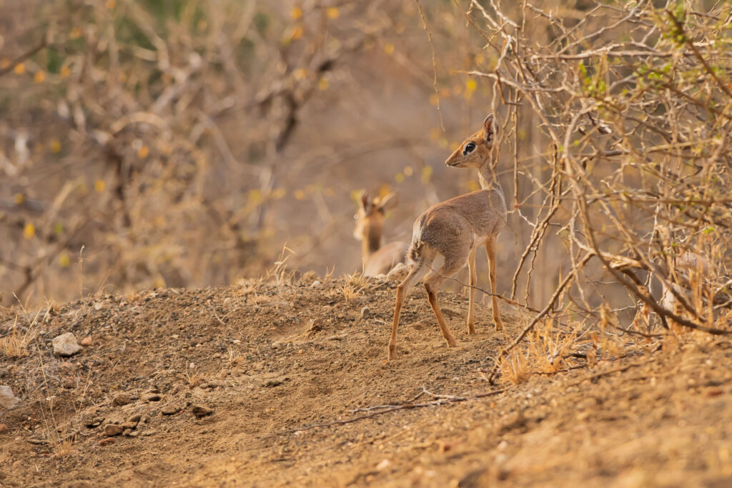 Dikdik Kirkův / Kirk's Dik-dik