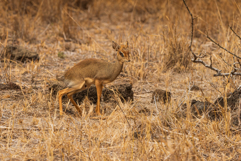 Dikdik Kirkův / Kirk's Dik-dik