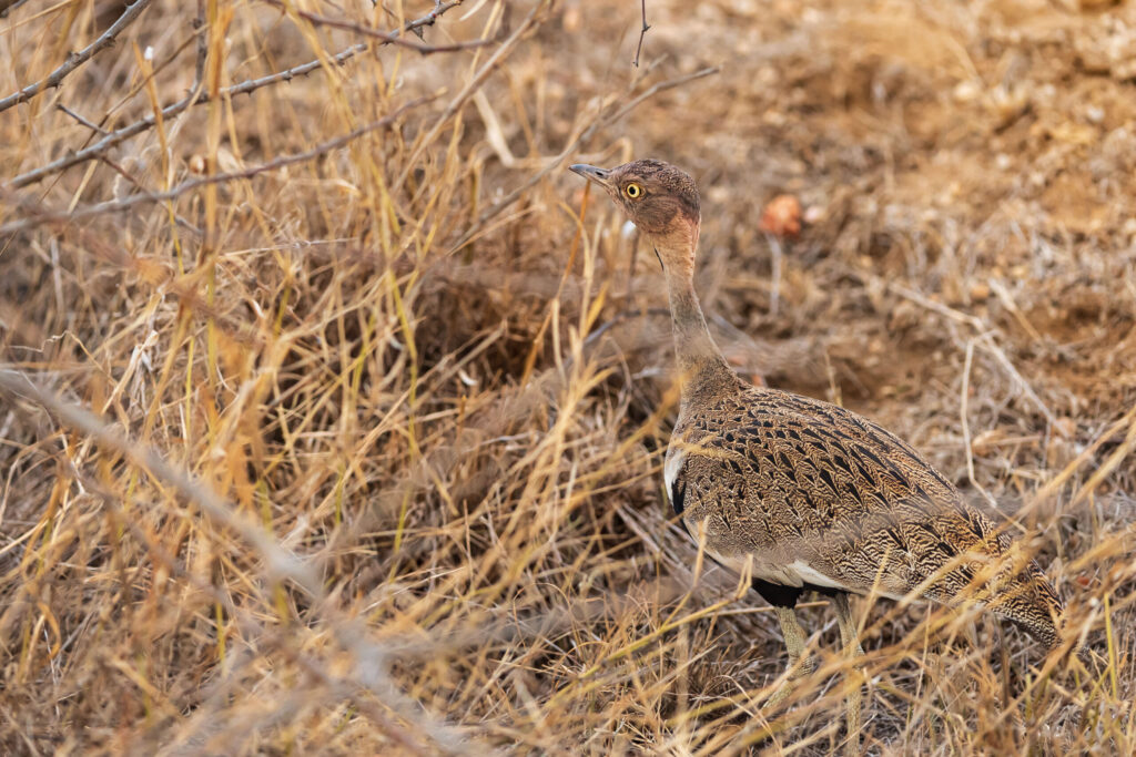 Drop somálský / Buff-crested Bustard