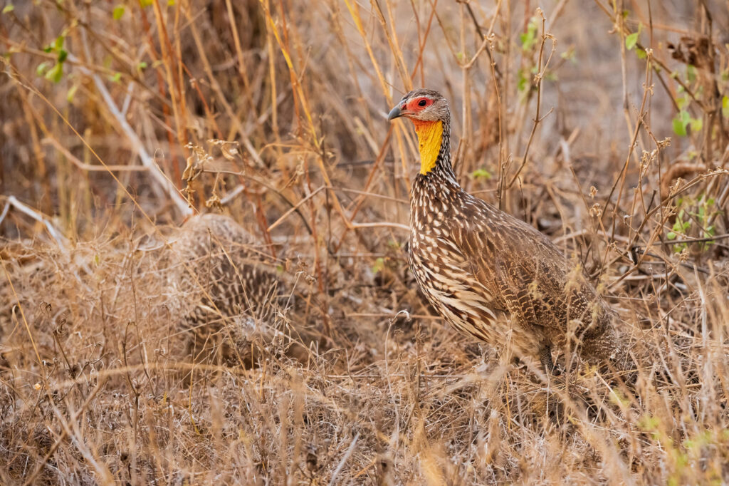 Frankolín žlutohrdlý / Yellow-necked Spurfowl