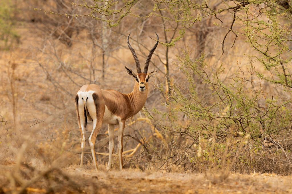 Gazela Grantova / Grant's Gazelle
