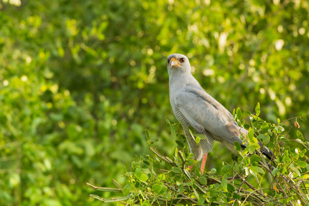 Jestřáb kukačkovitý / Pale Chanting Goshawk