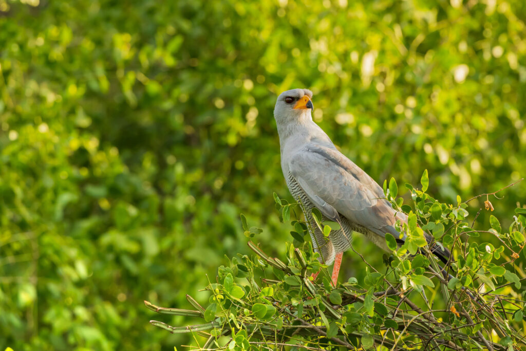 Jestřáb kukačkovitý / Pale Chanting Goshawk