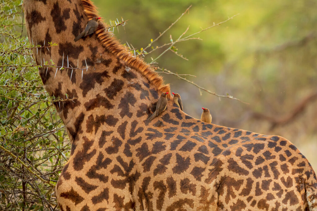 Klubák červenozobý / Red-billed Oxpecker