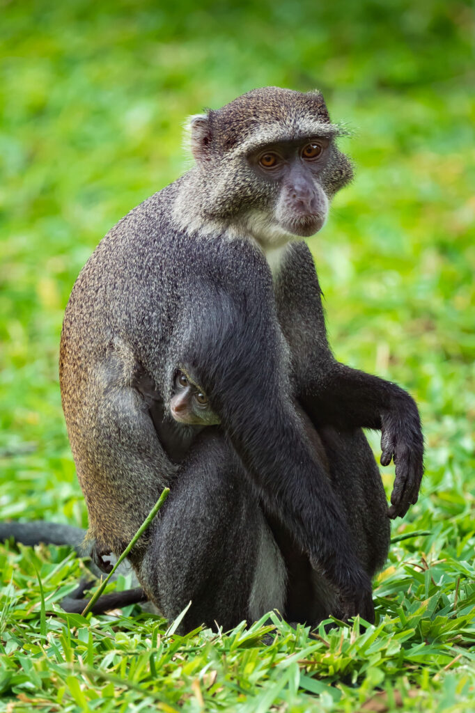 Kočkodan diadémový / Blue Monkey