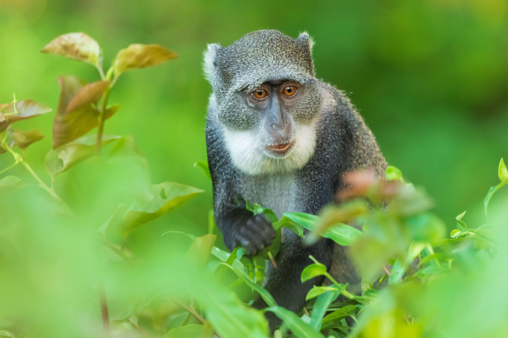 Kočkodan diadémový / Blue Monkey