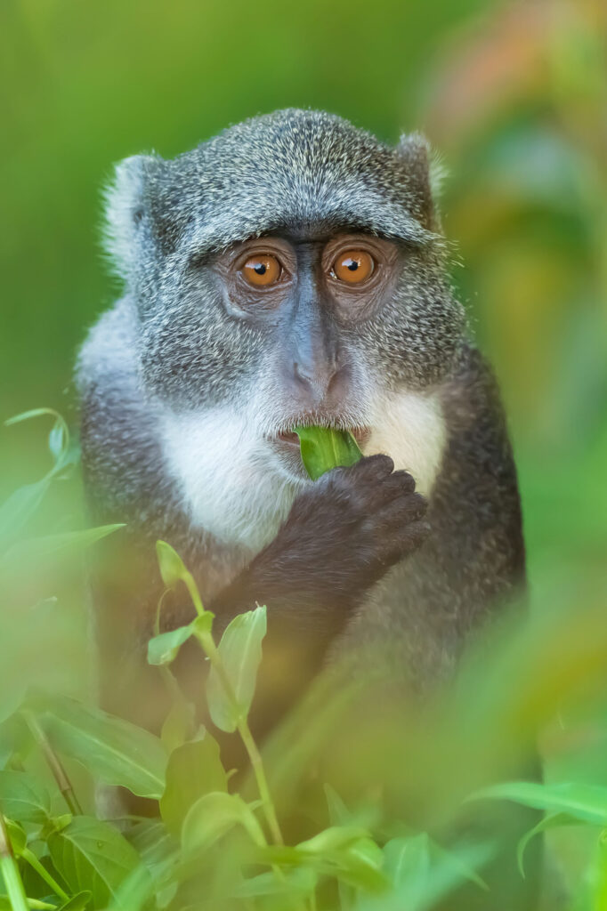 Kočkodan diadémový / Blue Monkey