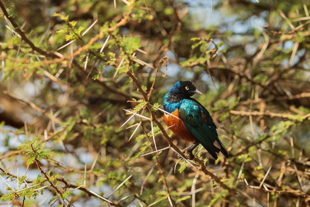 Leskoptev nádherná / Superb Starling
