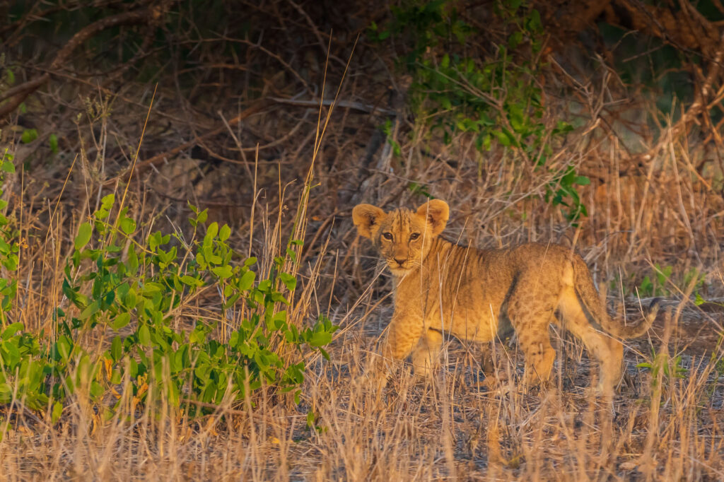 Lev pustinný / Lion