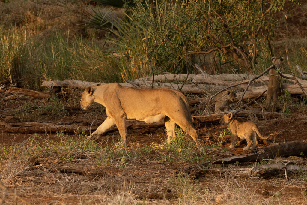 Lev pustinný / Lion