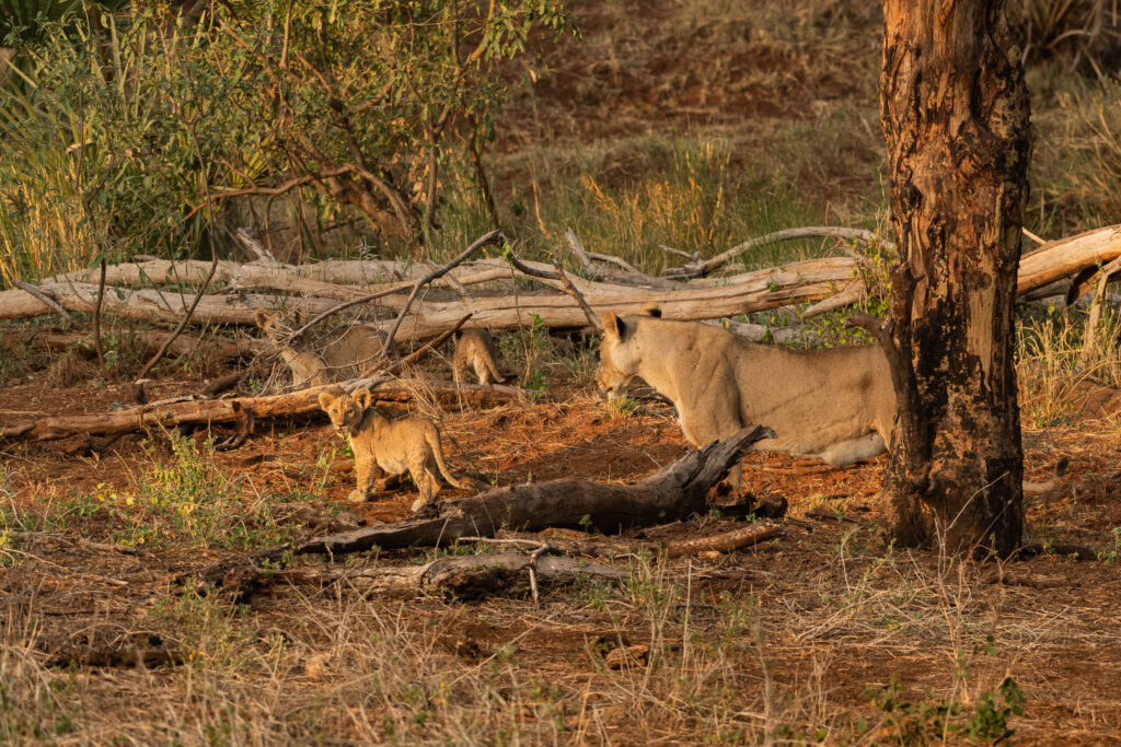 Lev pustinný / Lion