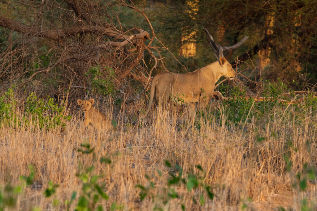 Lev pustinný / Lion