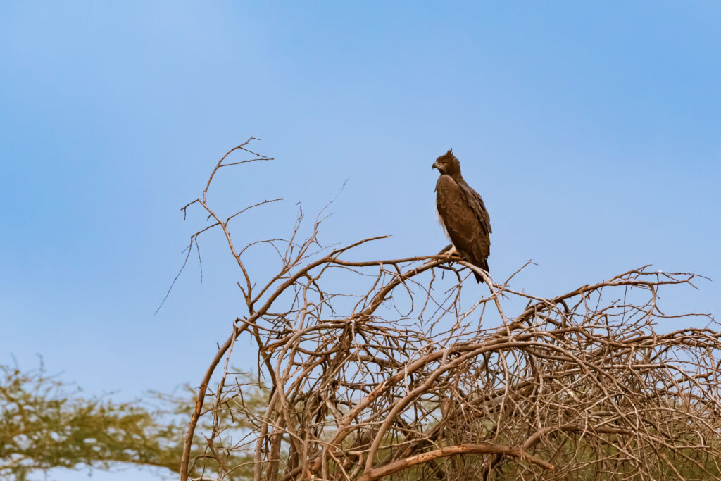 Orel bojovný / Martial Eagle