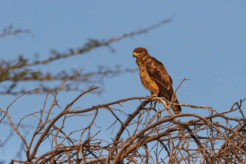 Orel okrový / Tawny Eagle