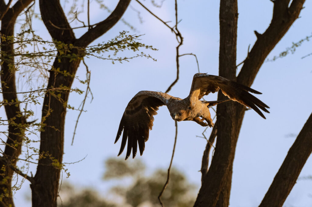 Orel okrový / Tawny Eagle