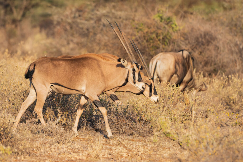 Oryx beisa / Beisa Oryx