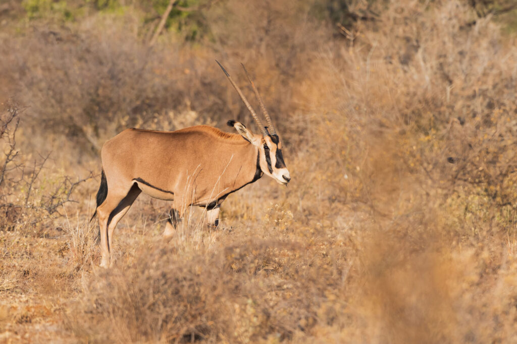 Oryx beisa / Beisa Oryx