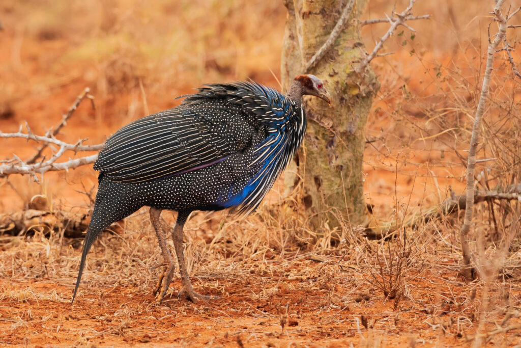 Perlička supí / Vulturine Guineafowl