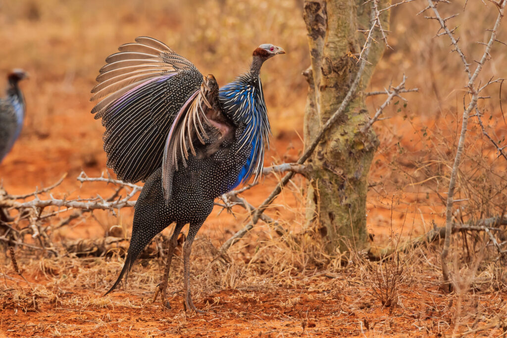 Perlička supí / Vulturine Guineafowl