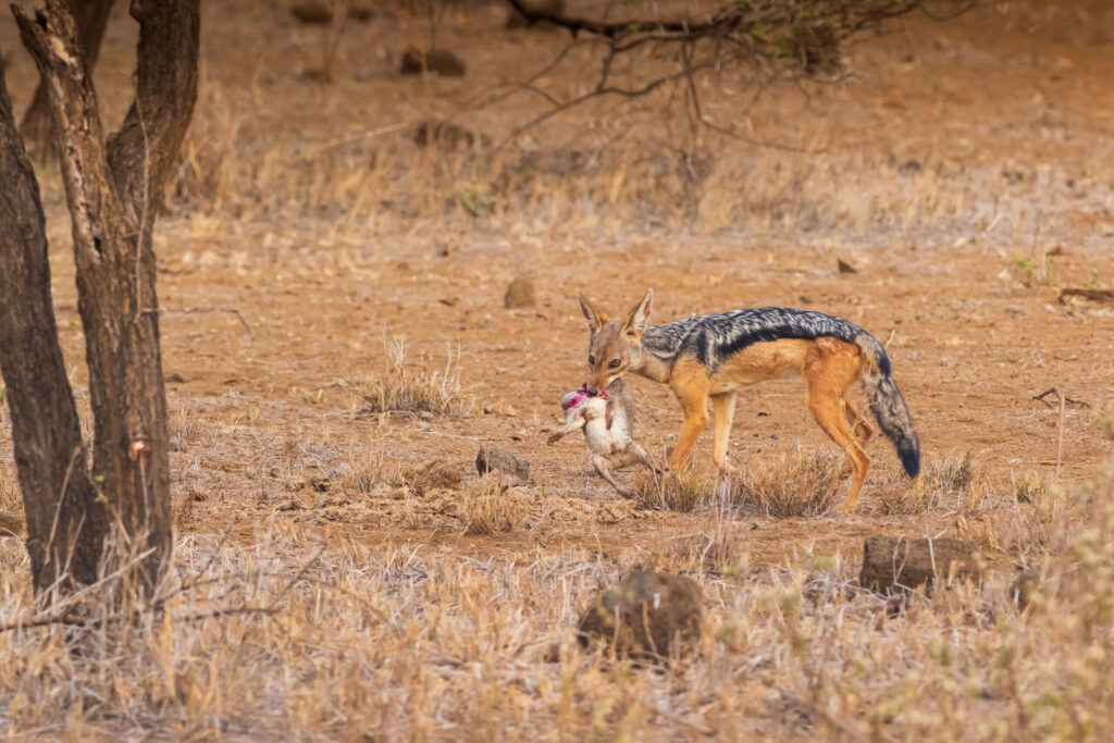 Šakal čabrakový + daman skalní/ Black-backed Jackal + Common Rock Hyrax