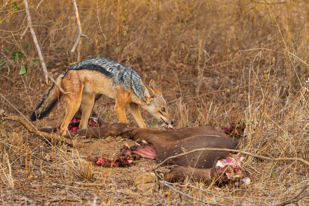 Šakal čabrakový / Black-backed Jackal