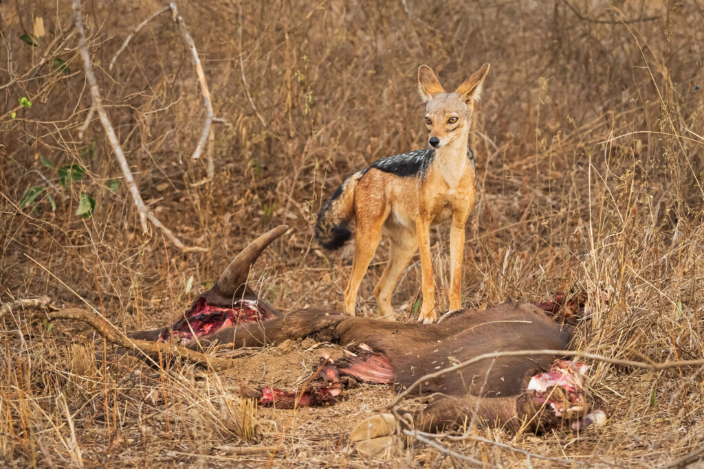 Šakal čabrakový / Black-backed Jackal