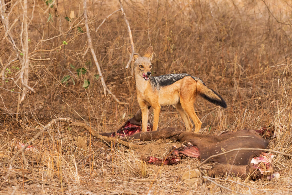 Šakal čabrakový / Black-backed Jackal