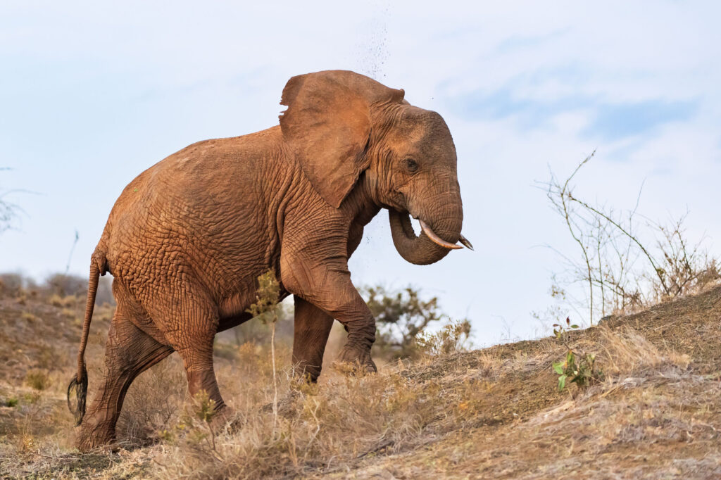 Slon africký / African Elephant
