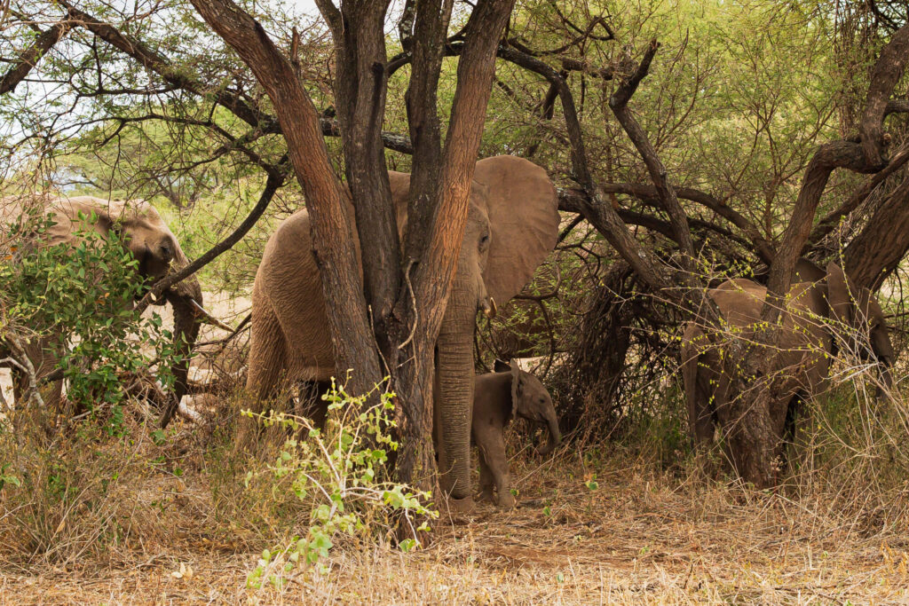 Slon africký / African Elephant