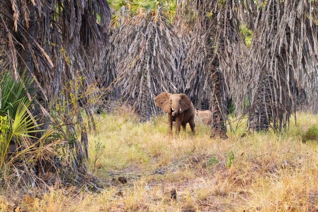 Slon africký / African Elephant