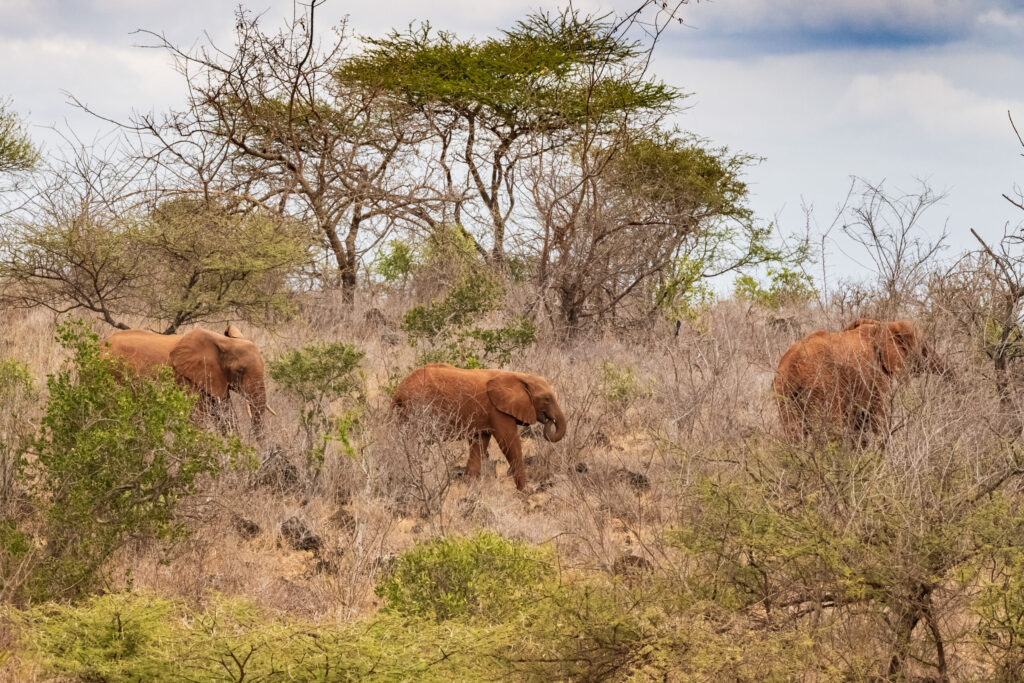 Slon africký / African Elephant