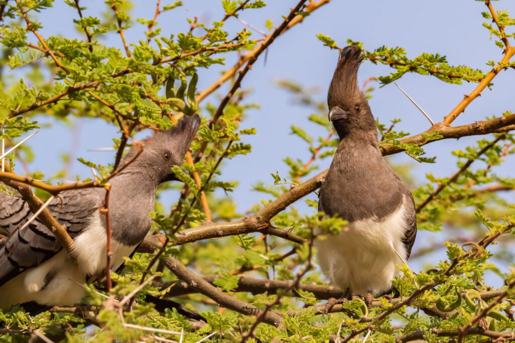Sparák bělobřichý / White-bellied Go-away-bird
