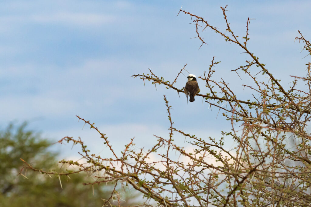 Ťuhýk korunkatý / Northern White-crowned Shrike