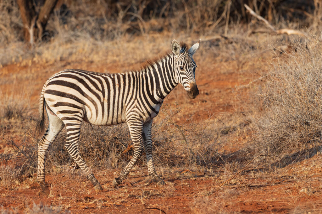 Zebra stepní / Plains Zebra (Burchell's Zebra)