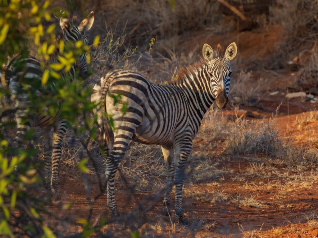 Zebra stepní / Plains Zebra (Burchell's Zebra)