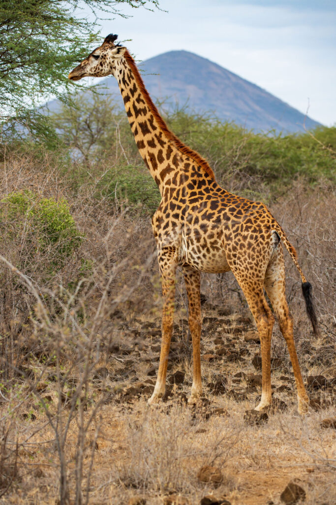 Žirafa masajská / Masai Giraffe