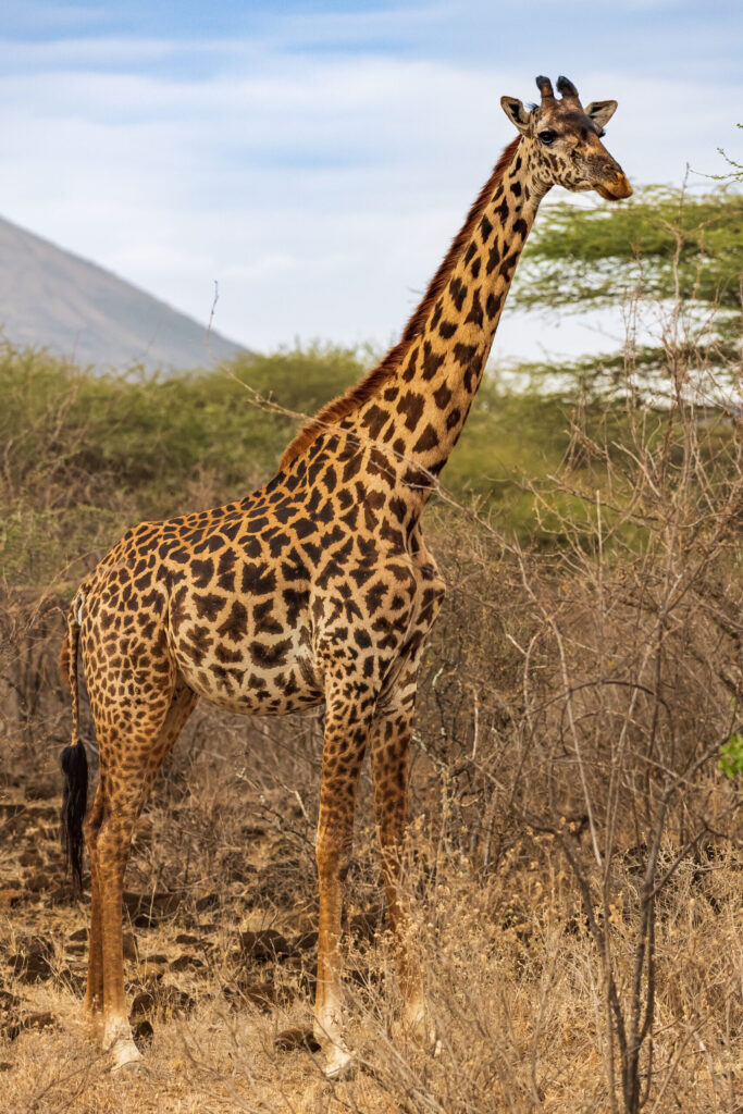 Žirafa masajská / Masai Giraffe