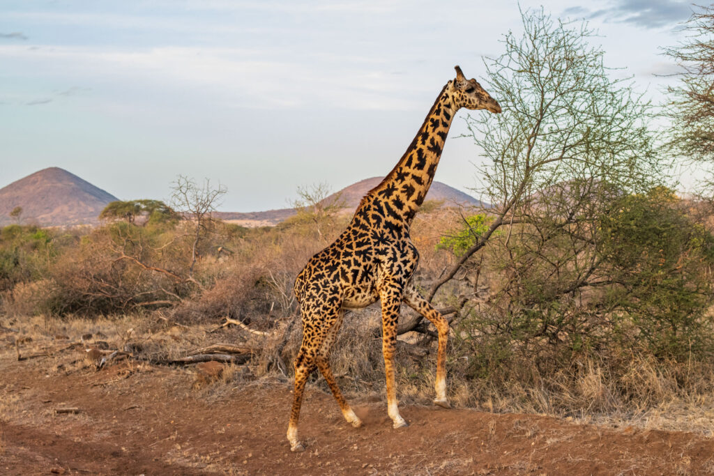 Žirafa masajská / Masai Giraffe