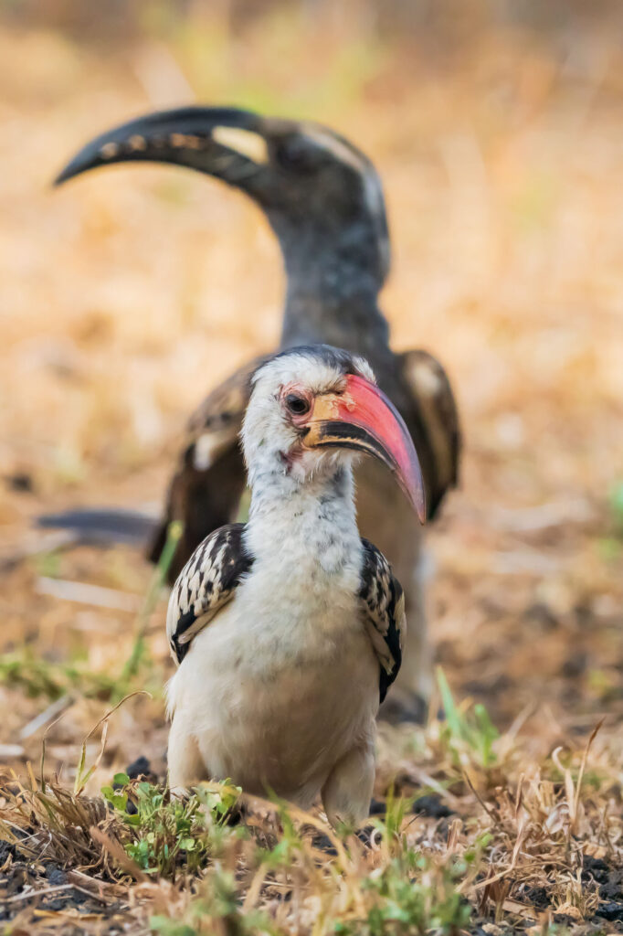 Zoborožec rudozobý / Red-billed Hornbill