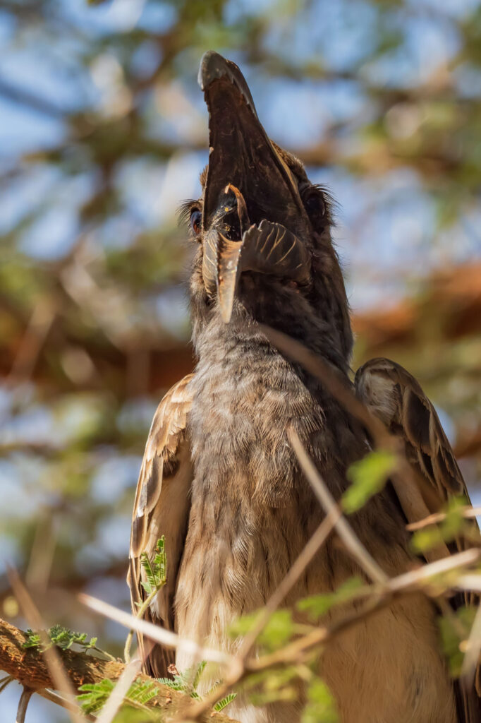 Zoborožec šedý / African Grey Hornbill