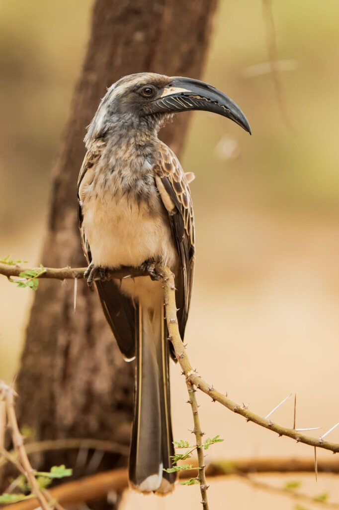 Zoborožec šedý / African Grey Hornbill